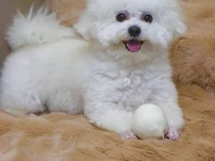 -派特宠物医院(圆融广场店)