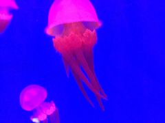 水母好美-华夏文旅海洋公园