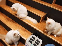 -瞄一喵猫咖(格力海岸店)