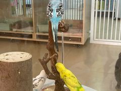 -喵宠乐园·撸猫互动·猫舍