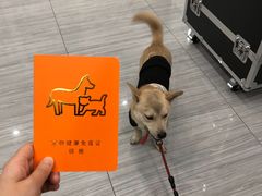 -瑞派名望24h动物医院异宠专科·猫专科·骨科·重症监护分院