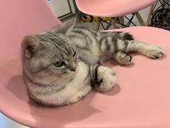 -三花喵·撸猫购宠·宠物生活馆(虹桥南丰城店)