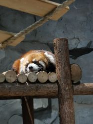 -Zoolung Zoolung动物主题公园(海信广场店)