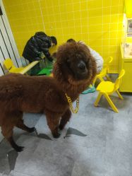 点击看大图 -神奇动物撸宠馆·羊驼·小浣熊·异宠(豫园店)