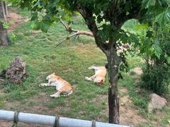 -西霞口神雕山野生动物世界