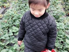 -喜杨洋草莓采摘园