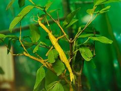 -上海大自然野生昆虫馆(东方明珠·爬宠昆虫探索中心)