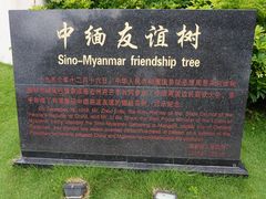 -中缅友谊树