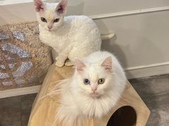 -楼上猫咖(罗湖店)
