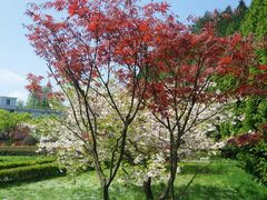 SAM_8237-四明山国家森林公园