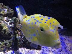 -暹罗海洋世界