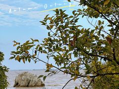 -上海吴淞炮台湾国家湿地公园