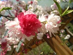 -木塔寺遗址生态公园