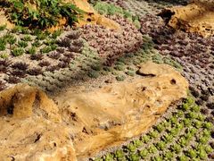 -南通洲际绿博园