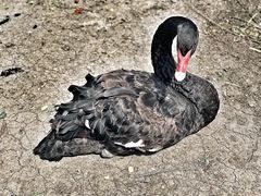 -长春市南湖公园