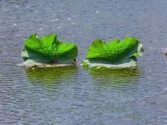 -荷塘月色湿地公园·向阳花洲