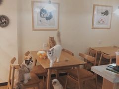-滚猫咖啡·猫咖·猫友好撸猫(未来城店)