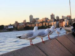 -悉尼海港大桥