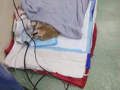 -康乐宝动物医院