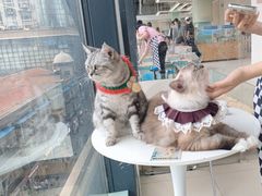 -怪兽屋·羊驼·猫咖·狗咖(俊华广场店)