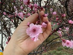 -金鸡湖桃花岛