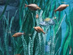 -上海海洋水族馆