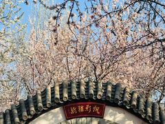 -桃花堤公园