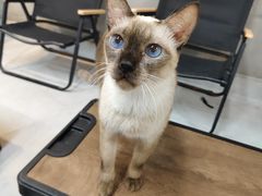 -Heymao猫咖.咖啡厅(东门店)