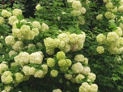 -上海鲜花港