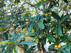 -塘栖枇杷特色园区