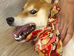 -柴迷FANS CLUB·柴犬狗咖·猫咖