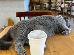 -有猫主题·治愈系猫咖(曾厝垵店)