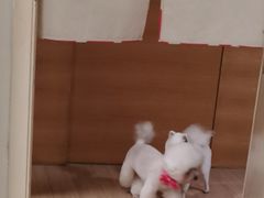 -喵汪宠物生活馆(涞坊路店)