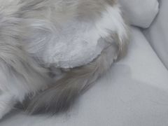 -爱洗澡的猫(望京店)