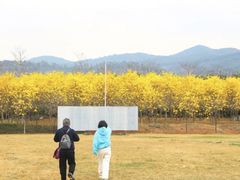 -天适樱花悠乐园