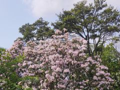 -梧桐山风景名胜区