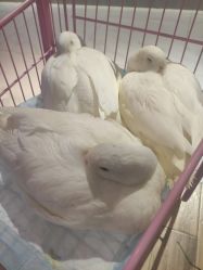 -Moni星球萌宠·小马宝莉·灵蛇·高端高阶全萌宠互动体验俱乐部(红豆国际广场店)