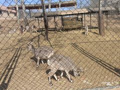 -大连森林动物园