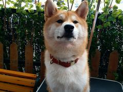 -柴犬高等学院·狗咖·柴犬售卖·宠物训练