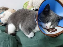 -lincat·猫舍(广州店)