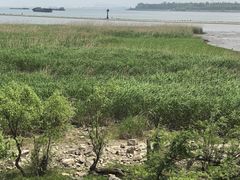 -吴淞炮台湾湿地森林公园烧烤区