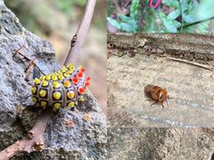 -梧桐山风景名胜区