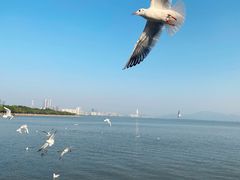 -深圳湾公园(南山区)