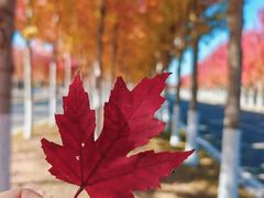 -长春世界雕塑园冰雪艺术天地