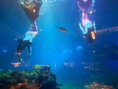 -海棠湾洲际-涛·海底餐厅·美人鱼·自助餐·海底隧道
