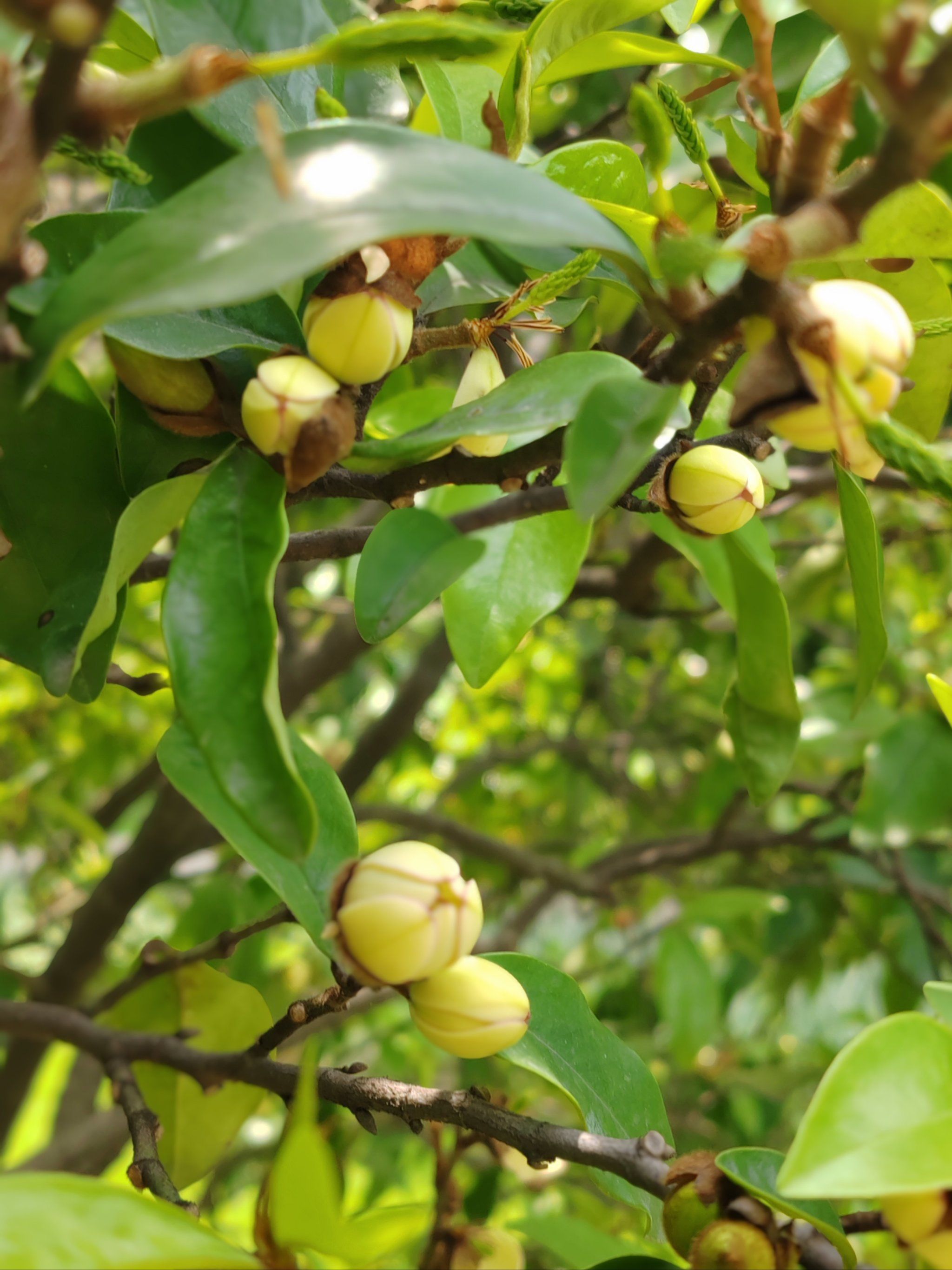 "玉兰园"街心花园中的"白兰花"正盛开时.