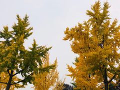 -大雁塔北广场音乐喷泉