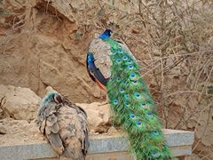 -青藏高原野生动物园