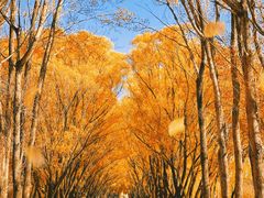 -野鸭湖国家湿地公园