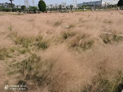 -王借岗森林公园